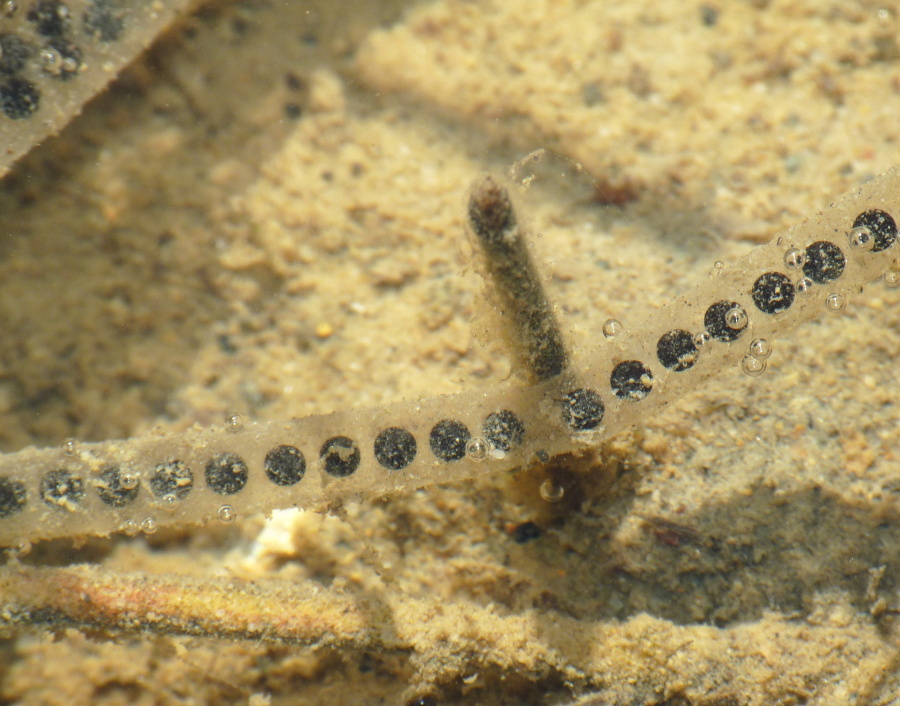 Da determinare - ovatura Bufotes balearicus